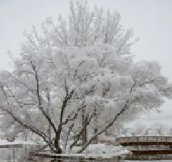 Snow Covered Tree 