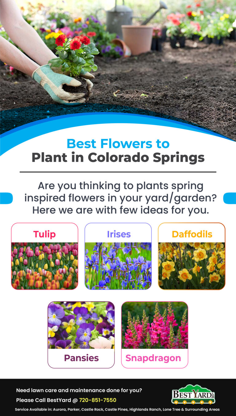 Best Flowers to Plant 