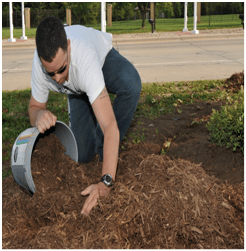 Apply Mulch