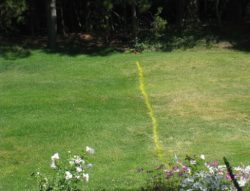 Lawn Drought Stress Test in July 