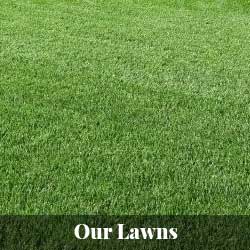 Our Lawns