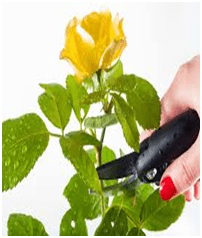 Best Castle Rock Spring & Fall Clean Ups